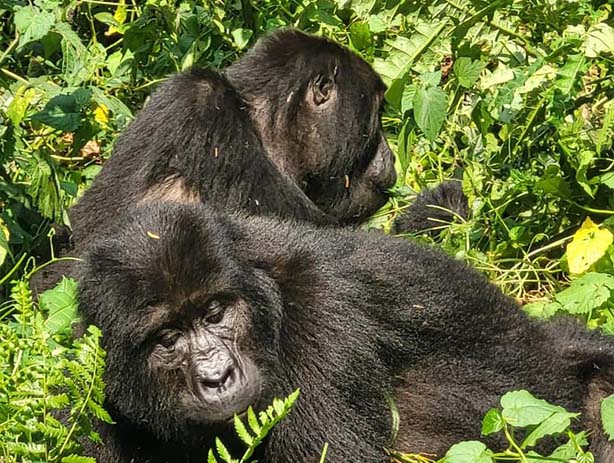GORILLA TREKKING | HIKING