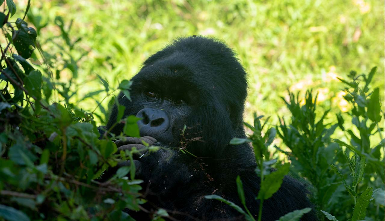 8-Day Safari to Murchison Falls, Queen Elizabeth National Park, and Bwindi Impenetrable Forest