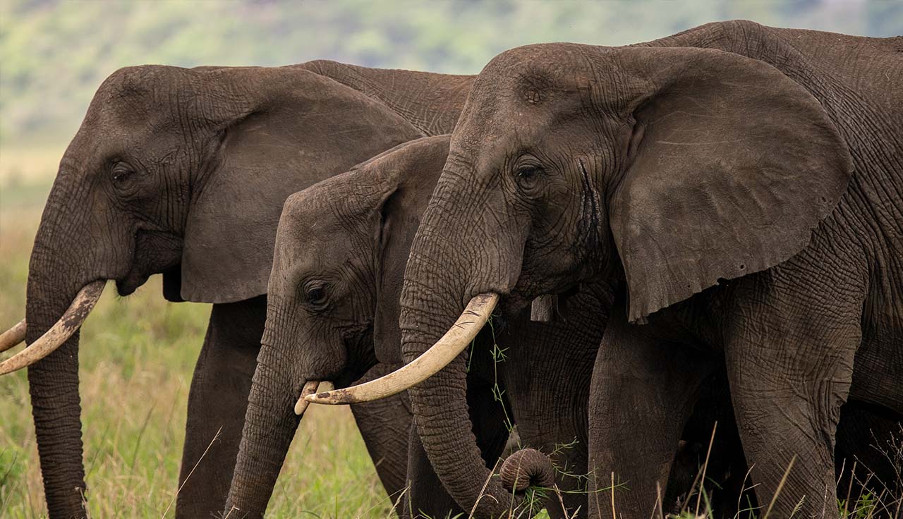 5-Day Safari to Kidepo Valley National Park: A Remote Wilderness Adventure