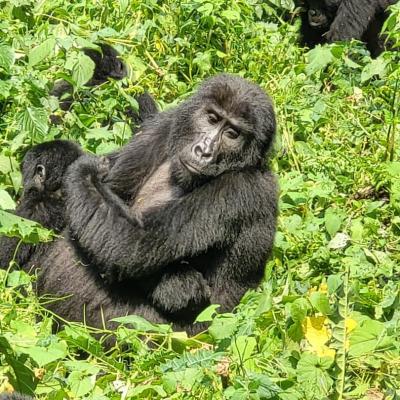 Ebenezer Safaris 2
